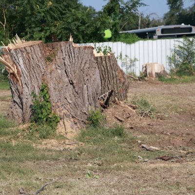 Kansas Tree Experts