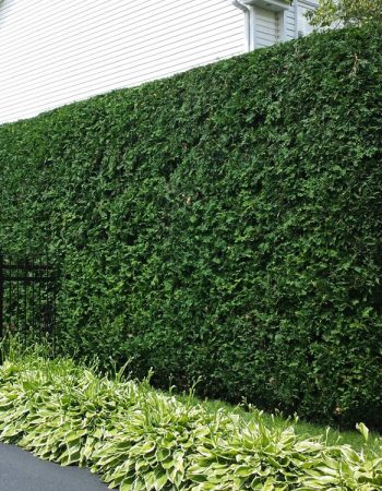 Artisan Taille Nature